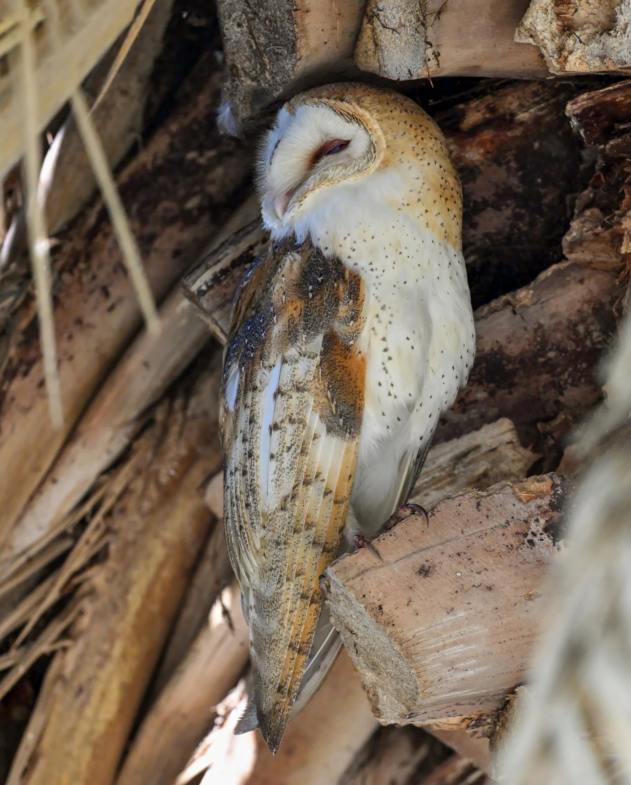 ON SILENT WINGS: The Owls of Santa Clara County — Santa Clara